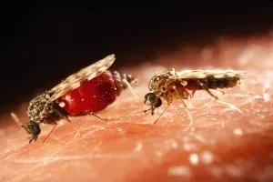 Alergică la mușcătura de musculițe Alergică la mușcătura de musculițe