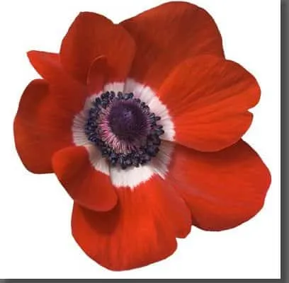 Master class anemone șirag de mărgele Master class anemone șirag de mărgele