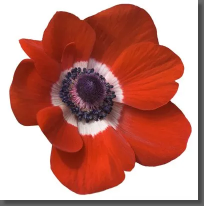 Master class anemone șirag de mărgele Master class anemone șirag de mărgele