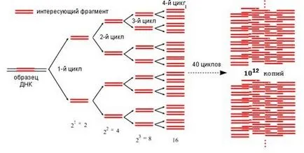 Așa cum este luat PCR Așa cum este luat PCR
