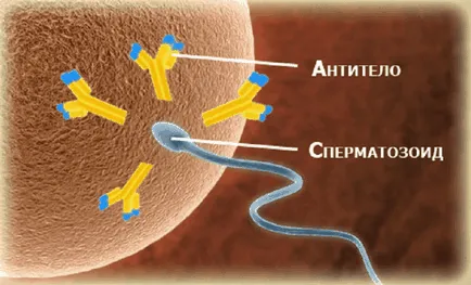 Analiza antisperm-l