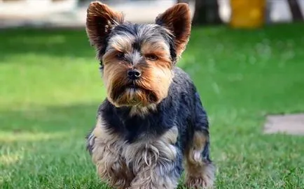 Yorkshire Terrier si alergic la el Yorkshire Terrier si alergic la el