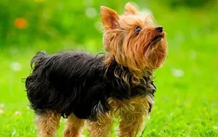 Yorkshire Terrier si alergic la el Yorkshire Terrier si alergic la el
