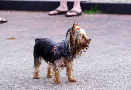 Yorkshire Terrier si alergic la el Yorkshire Terrier si alergic la el