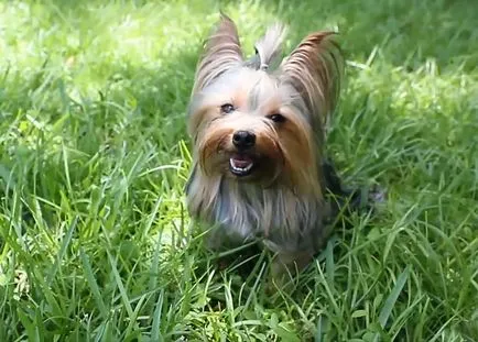 Yorkshire Terrier si alergic la el Yorkshire Terrier si alergic la el