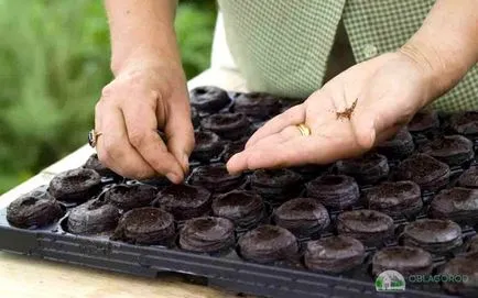 Cum să crească Begonia