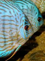 tratamentul discus