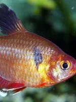 tratamentul discus