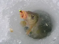 Cum cele mai multe boilies