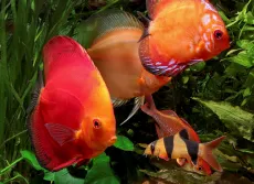 tratamentul discus