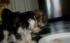 Ce puteți mânca Yorkshire Terrier Ce puteți mânca Yorkshire Terrier