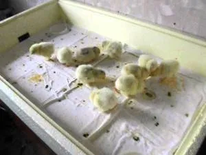 De câte ori să se hrănească puii De câte ori să se hrănească puii