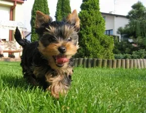 Ce puteți mânca Yorkshire Terrier Ce puteți mânca Yorkshire Terrier