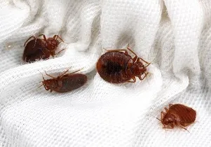 Insectele otravă