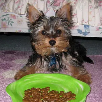 Ce puteți mânca Yorkshire Terrier