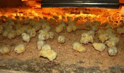 De câte ori să se hrănească puii