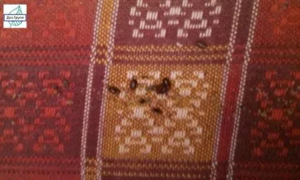 Insectele otravă Insectele otravă