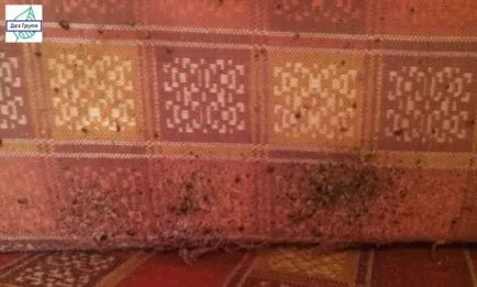 Insectele otravă Insectele otravă