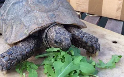 Ce pot mânca broască țestoasă