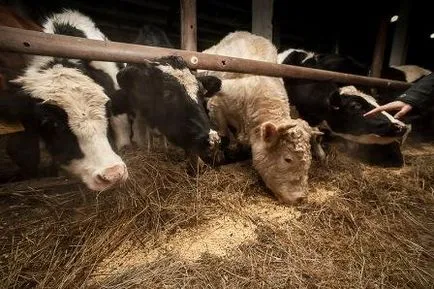 Cum să se hrănească o vacă Cum să se hrănească o vacă