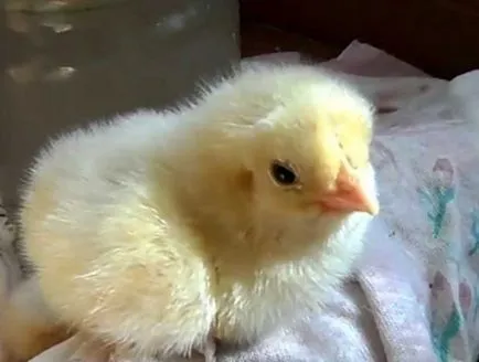 De câte ori să se hrănească puii