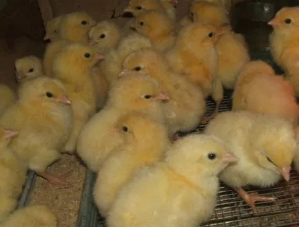 De câte ori să se hrănească puii