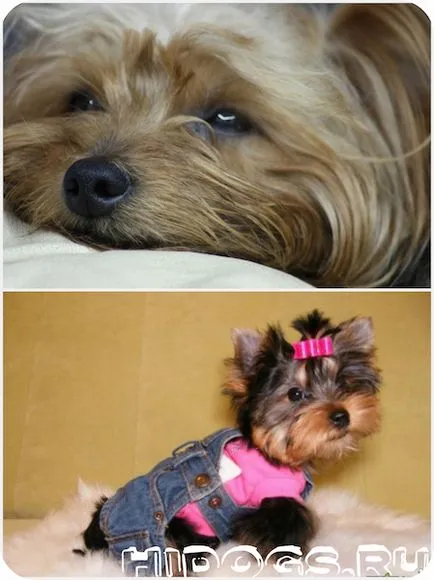 Ce puteți mânca Yorkshire Terrier Ce puteți mânca Yorkshire Terrier