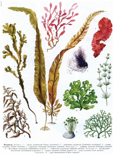 Furajul algelor