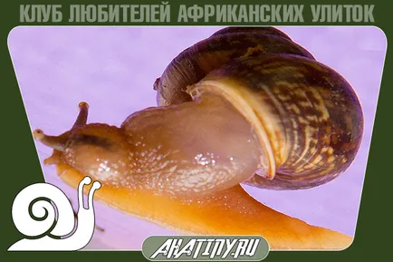 Gammarus ce este