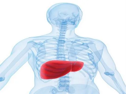 Ceea ce este în partea inferioară a abdomenului Ceea ce este în partea inferioară a abdomenului
