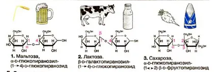 Dizaharide ce este