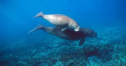 Care este Dugong