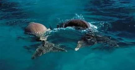 Care este Dugong