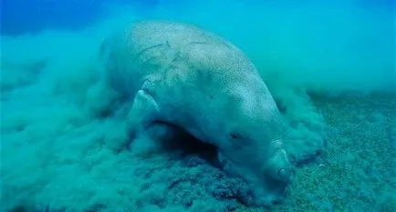 Care este Dugong