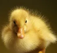 Ce este Duck Ce este Duck