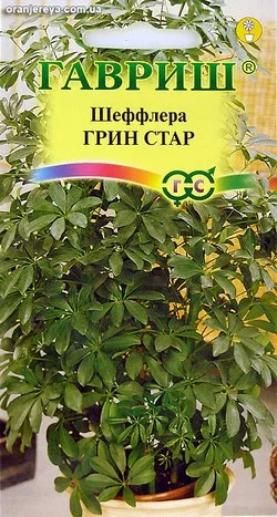 Cum să transplant Shefleru