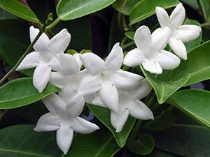 de îngrijire la domiciliu Stephanotis