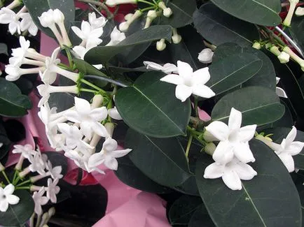 de îngrijire la domiciliu Stephanotis