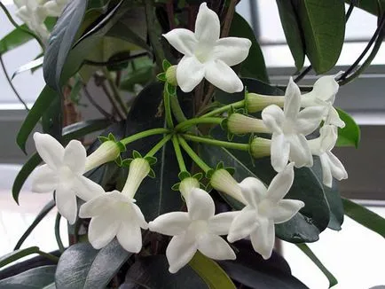 de îngrijire la domiciliu Stephanotis