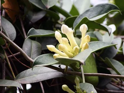 de îngrijire la domiciliu Stephanotis