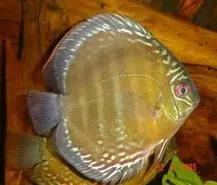 tratamentul discus tratamentul discus