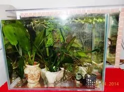 tratamentul discus tratamentul discus