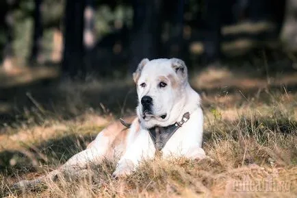 rase de câini sălbatici rase de câini sălbatici