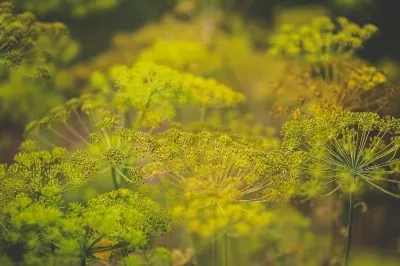 Rețetă de salată soț iubit cu o fotografie pas cu pas