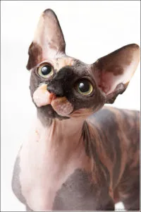 Sphynx rase de pisici