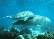 Care este Dugong