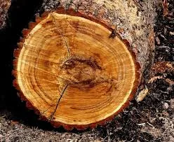 Cum de a rezolva problema ecologiei