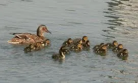 Cum de a rezolva problema ecologiei