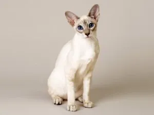 Sphynx rase de pisici