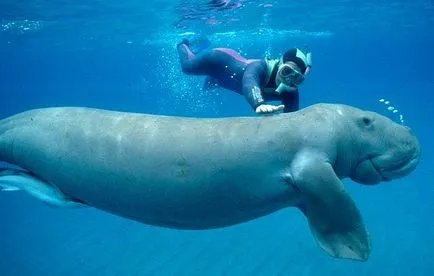 Care este Dugong
